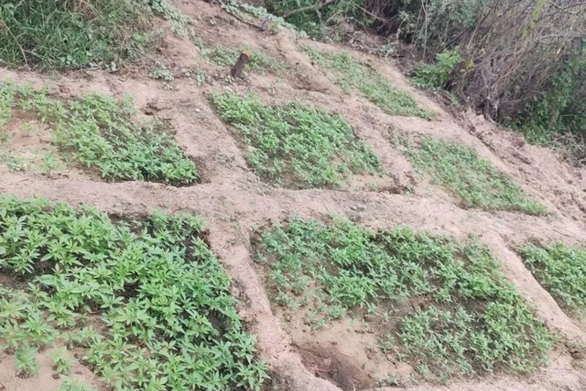Polícia Militar da Bahia erradica plantações de maconha 