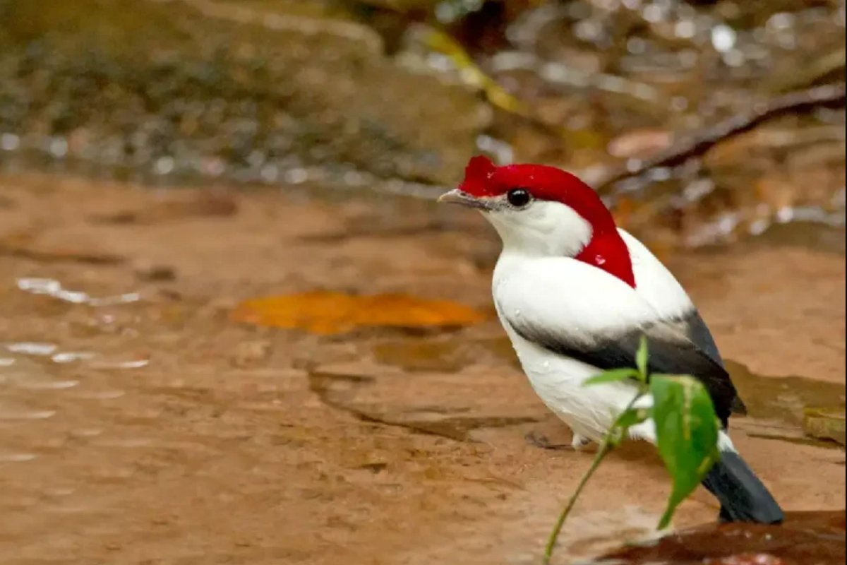 364 espécies da fauna brasileira estão em risco crítico de extinção, revela plataforma do ICMBio 