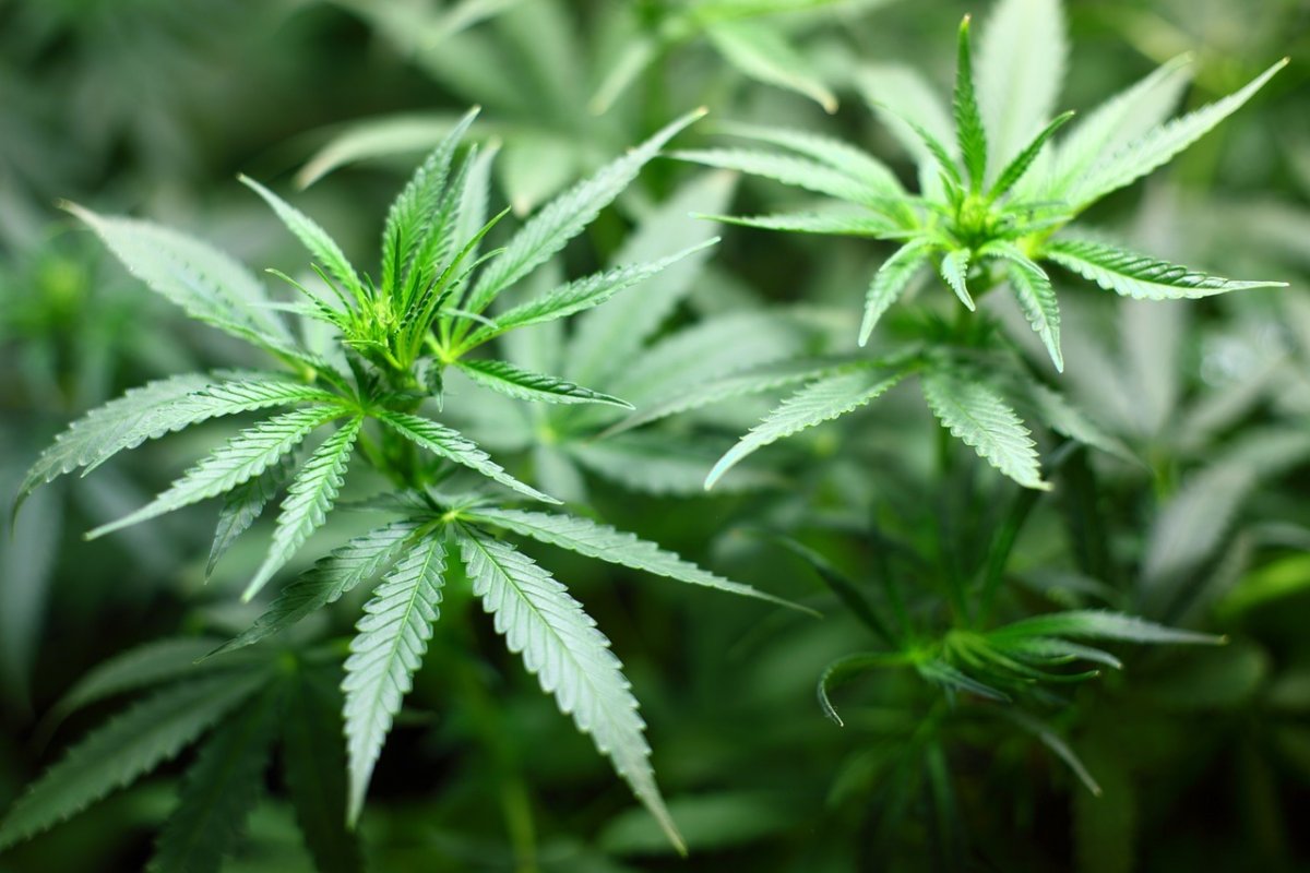 Uso medicinal da maconha cresce expressivamente no Brasil, diz revista
