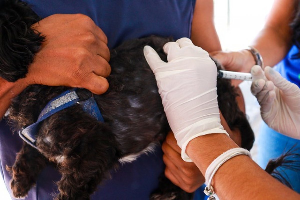 Prefeitura de Juazeiro divulga calendário de vacinação animal para o mês de agosto