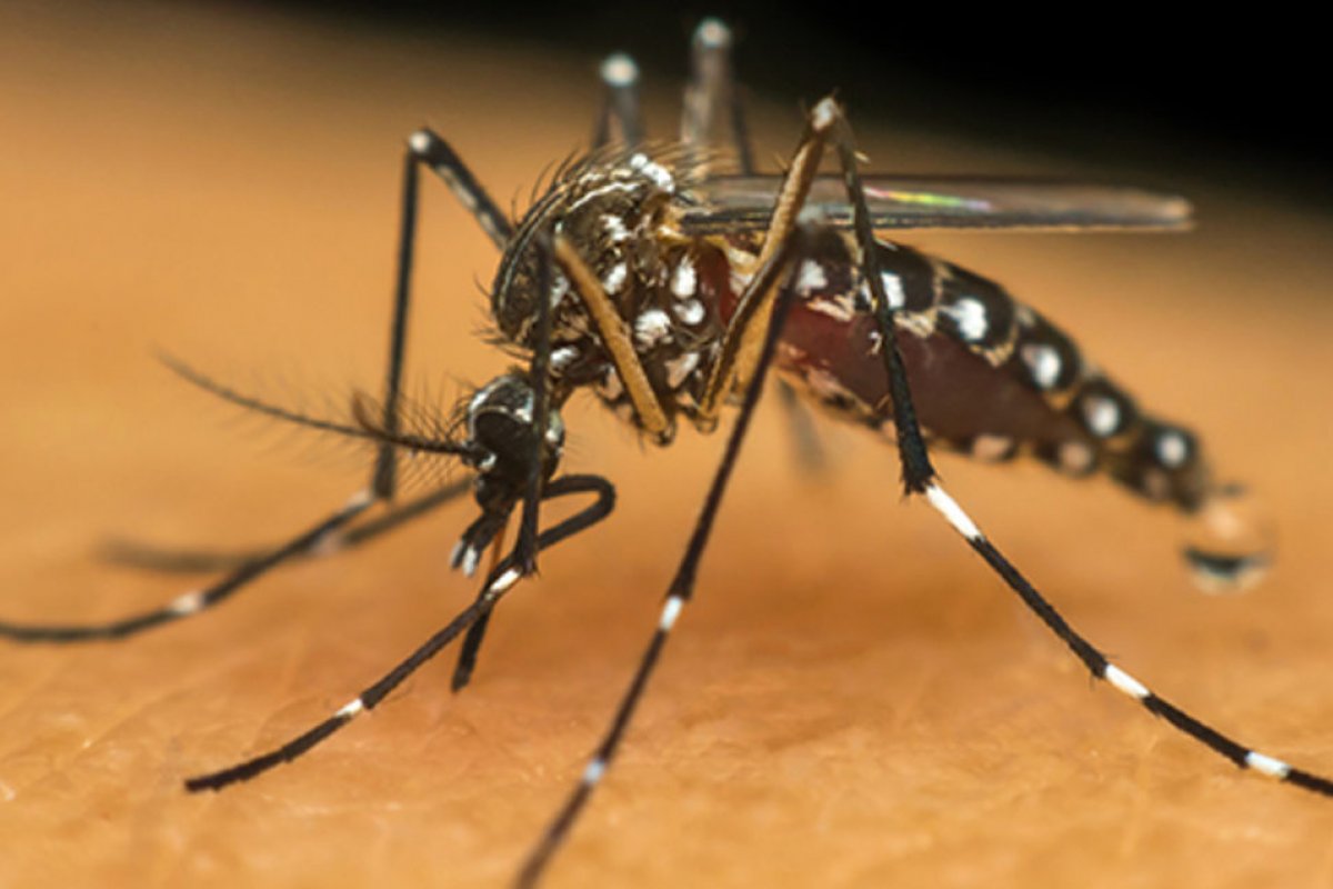 Número de casos de zika no Brasil cresce 20% em 2023