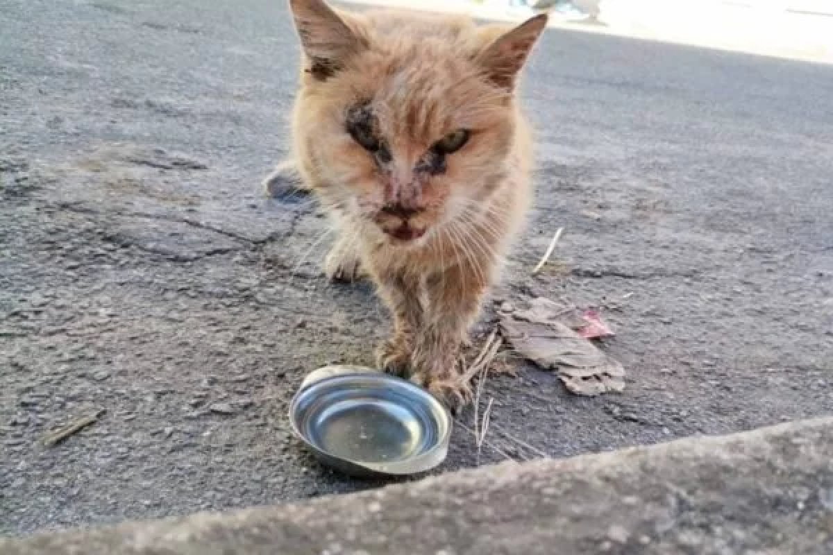 Gata brasileira de 28 anos pode tornar-se a mais velha do mundo