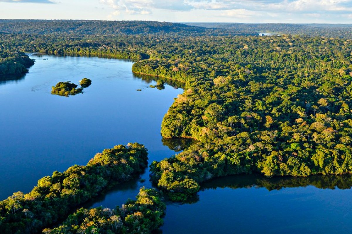 Alertas de desmatamento na Amazônia têm queda de 66% em agosto