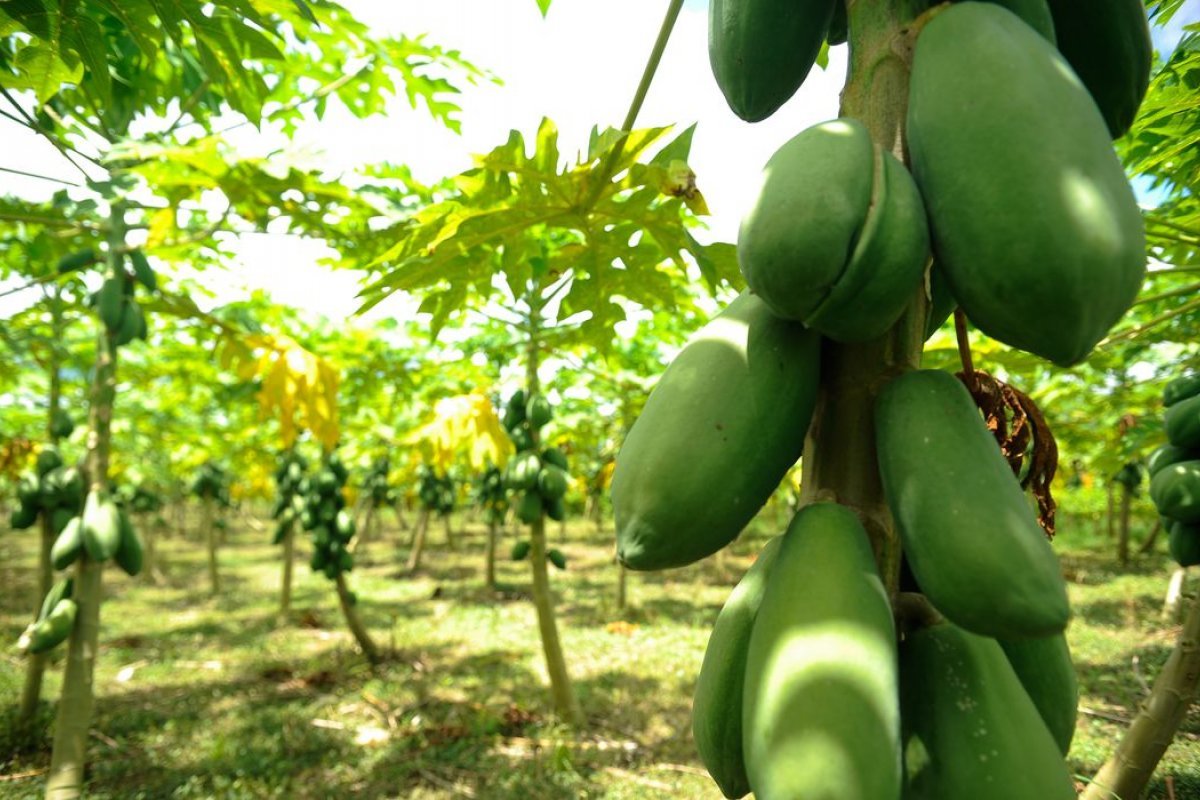  Fruticultura baiana alcança novo recorde com valor de R$ 4,9 Bilhões em 2022