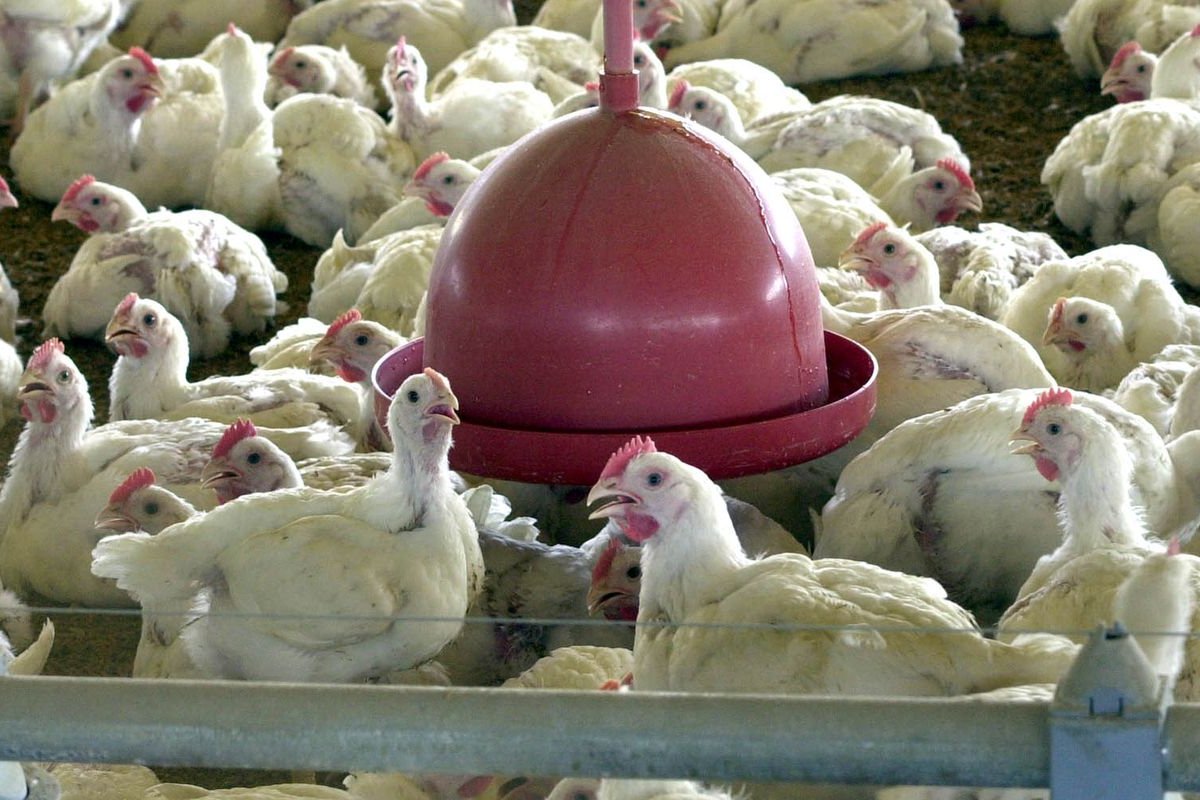 Brasil alcança o 100° caso de gripe aviária, divulga Ministério da Agricultura