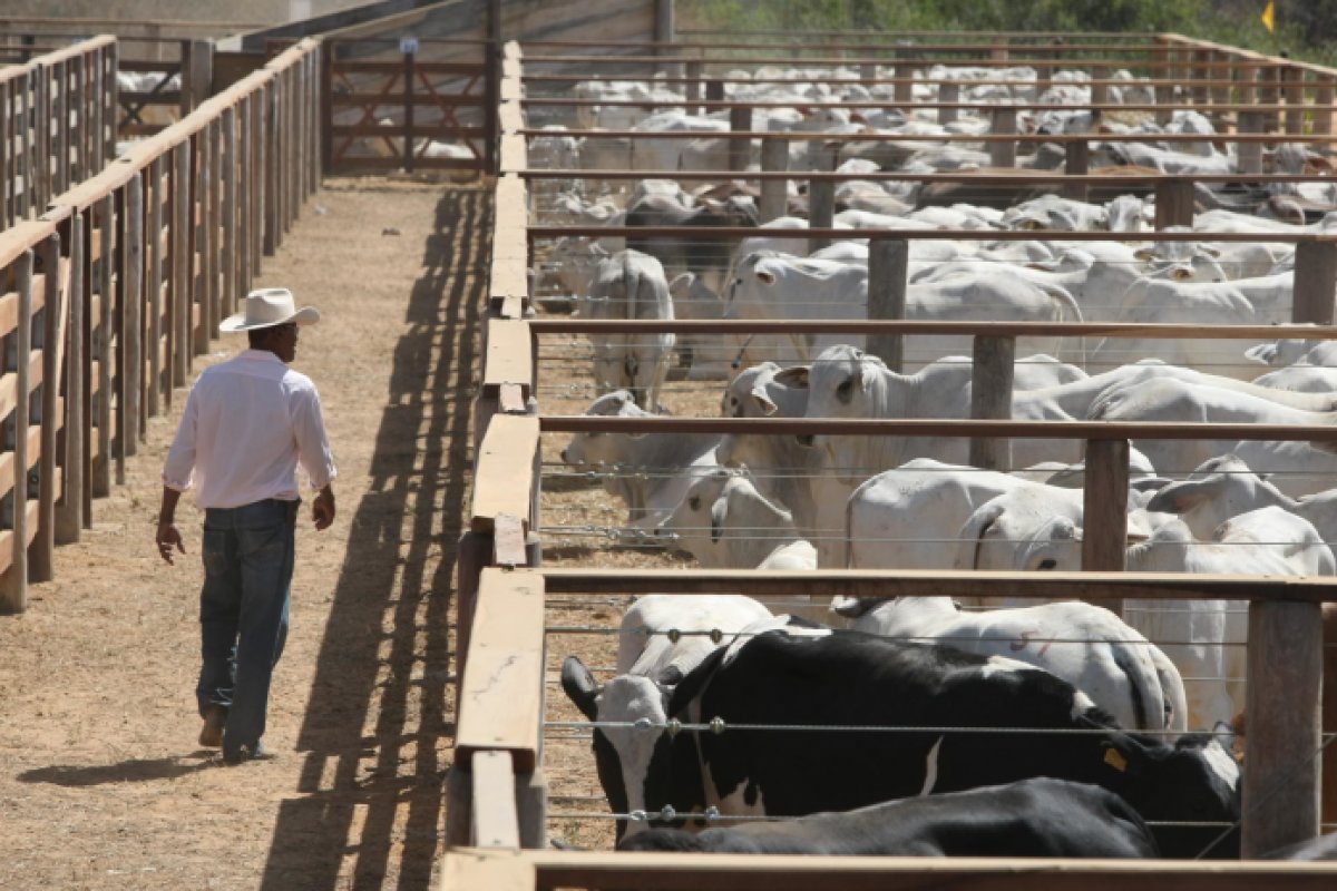PIB do agronegócio baiano totaliza R$ 32 bilhões no 2º trimestre de 2023