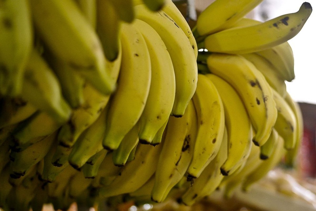 Bahia é segundo maior produtor de banana do Brasil 