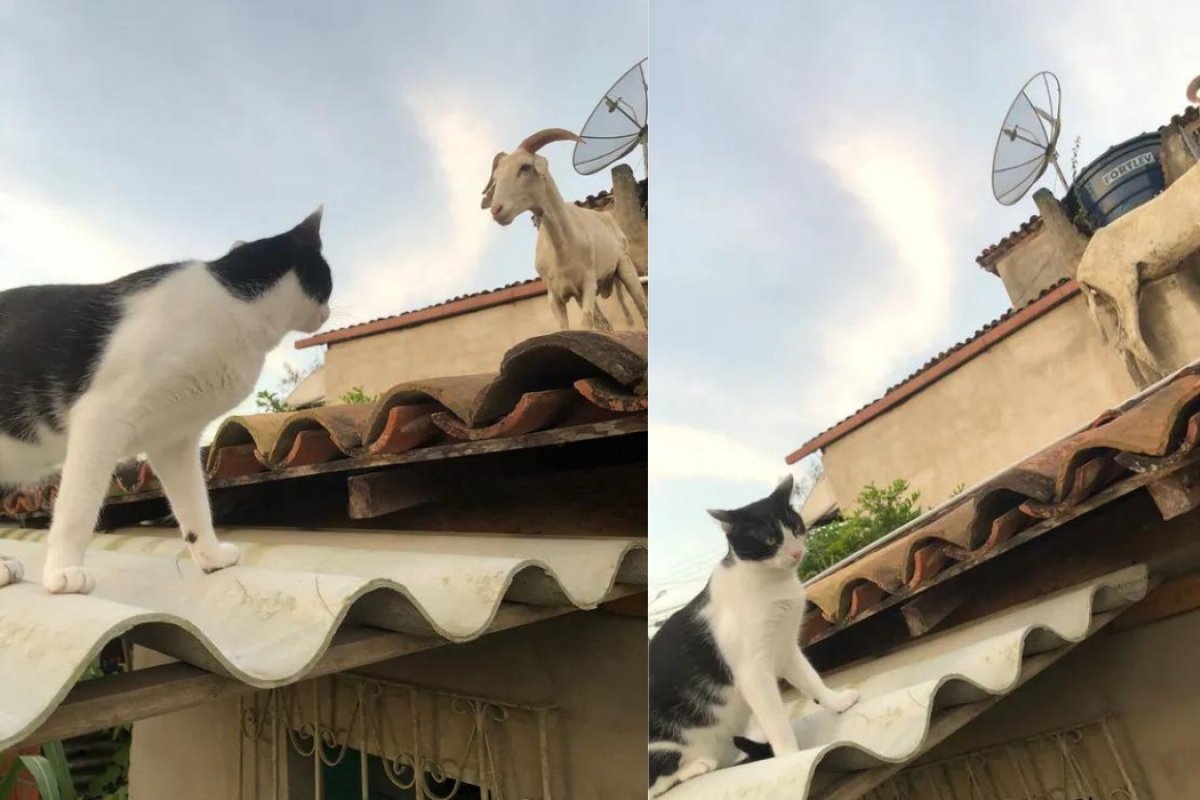 Bode surpreende família ao aparecer no telhado de casa em Ipiaú, Bahia