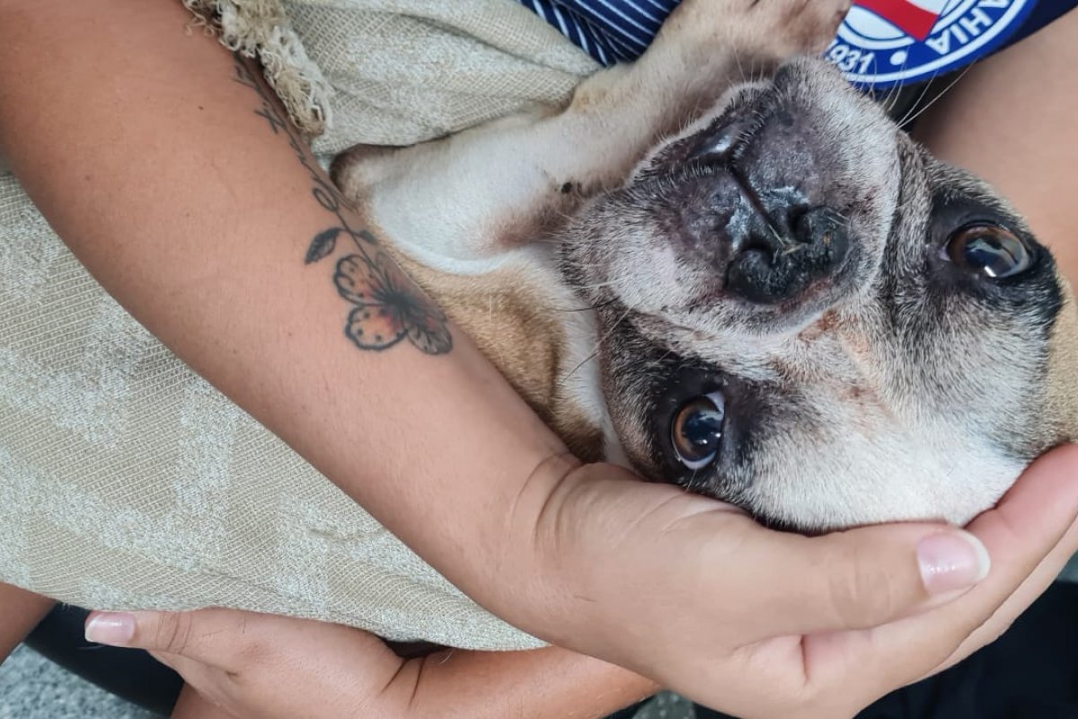 Vídeo: Cachorro é encontrado abandonado dentro de apartamento em Salvador 