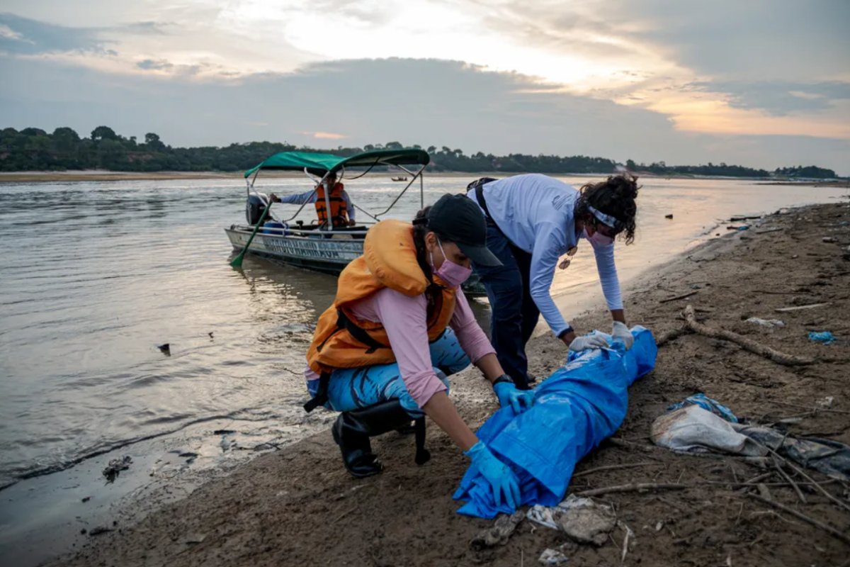 Instituto vai investigar mortes de mais de 100 botos no Amazonas