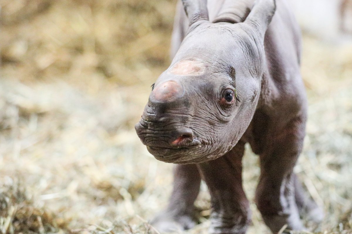 Filhote de espécie rara de rinoceronte nasce em zoológico nos EUA