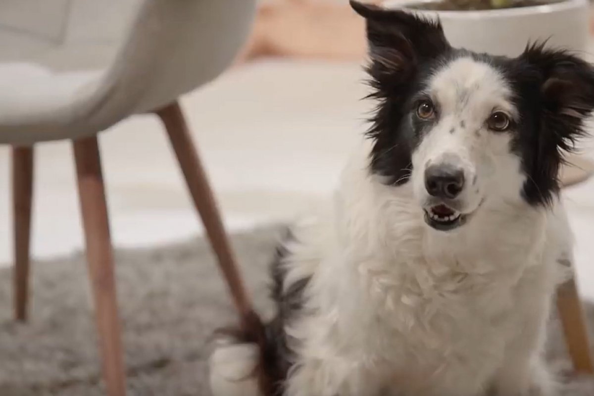 Humanos passam por teste que reproduz sofrimento causado por fogos de artifício em animais 