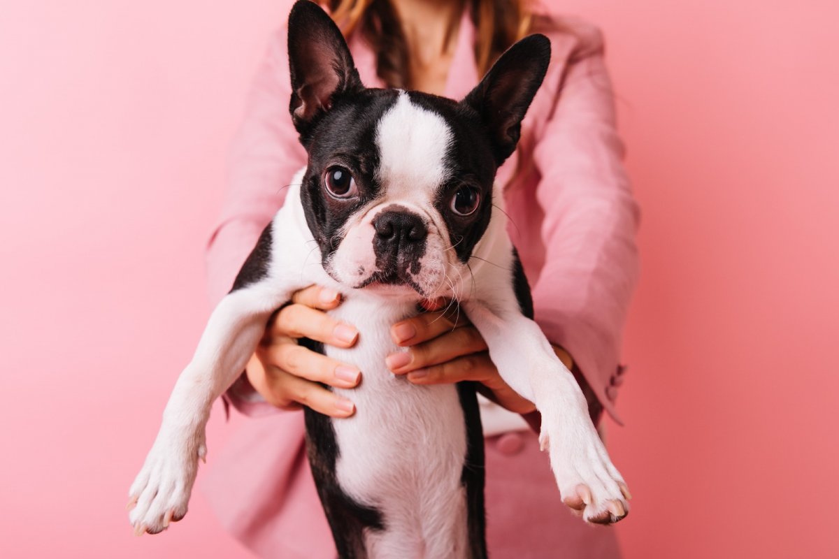 Câncer de mama é o tumor mais comum em cadelas e o terceiro mais recorrente em gatas: Veterinária aproveita o Outubro Rosa para dar dicas de prevenção!