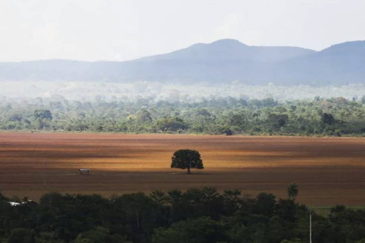 Bahia lidera ranking de desmatamento no Cerrado em setembro 