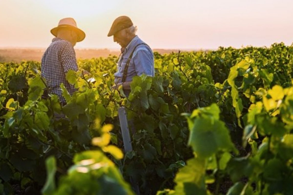 Conheça exemplares de vinhos 100% veganos! 