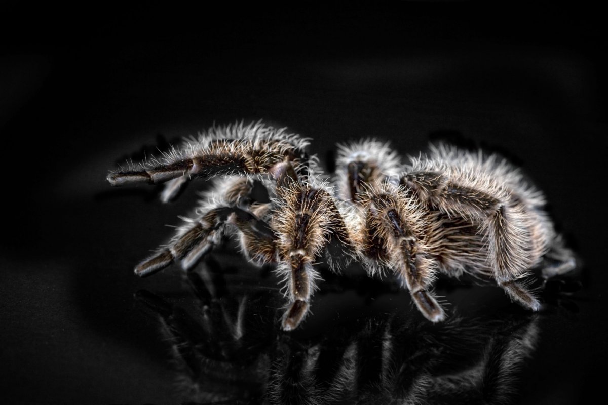 Tarântula causa acidente em Parque Nacional dos Estados Unidos