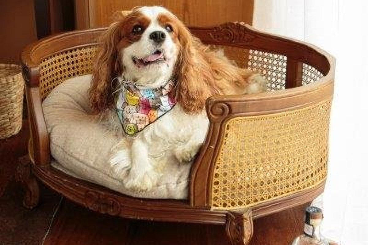 Referência no mercado hoteleiro, Rosewood São Paulo oferece serviços exclusivos dedicados aos viajantes com animais de estimação! 