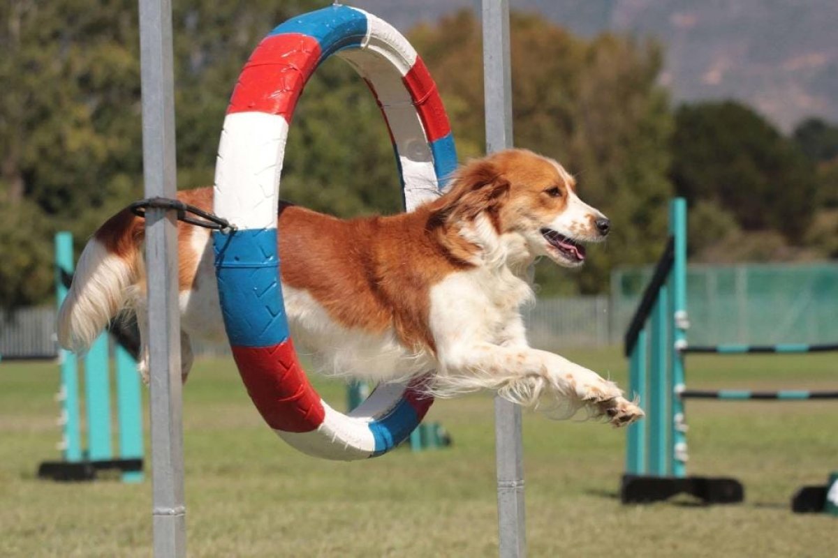Shopping da capital baiana  reúne cães atletas e condutores no Open Bahia Agility!