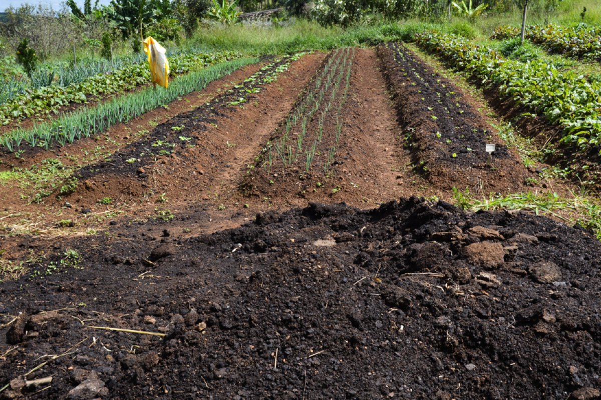 Desembolso do crédito rural no Brasil soma R$ 186 bilhões em 4 meses
