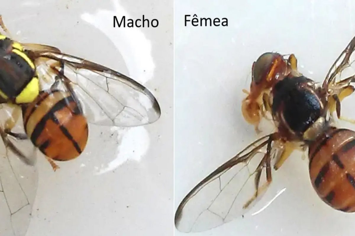Ministério da Agricultura declara ação contra a mosca-da-carambola em quatro estados