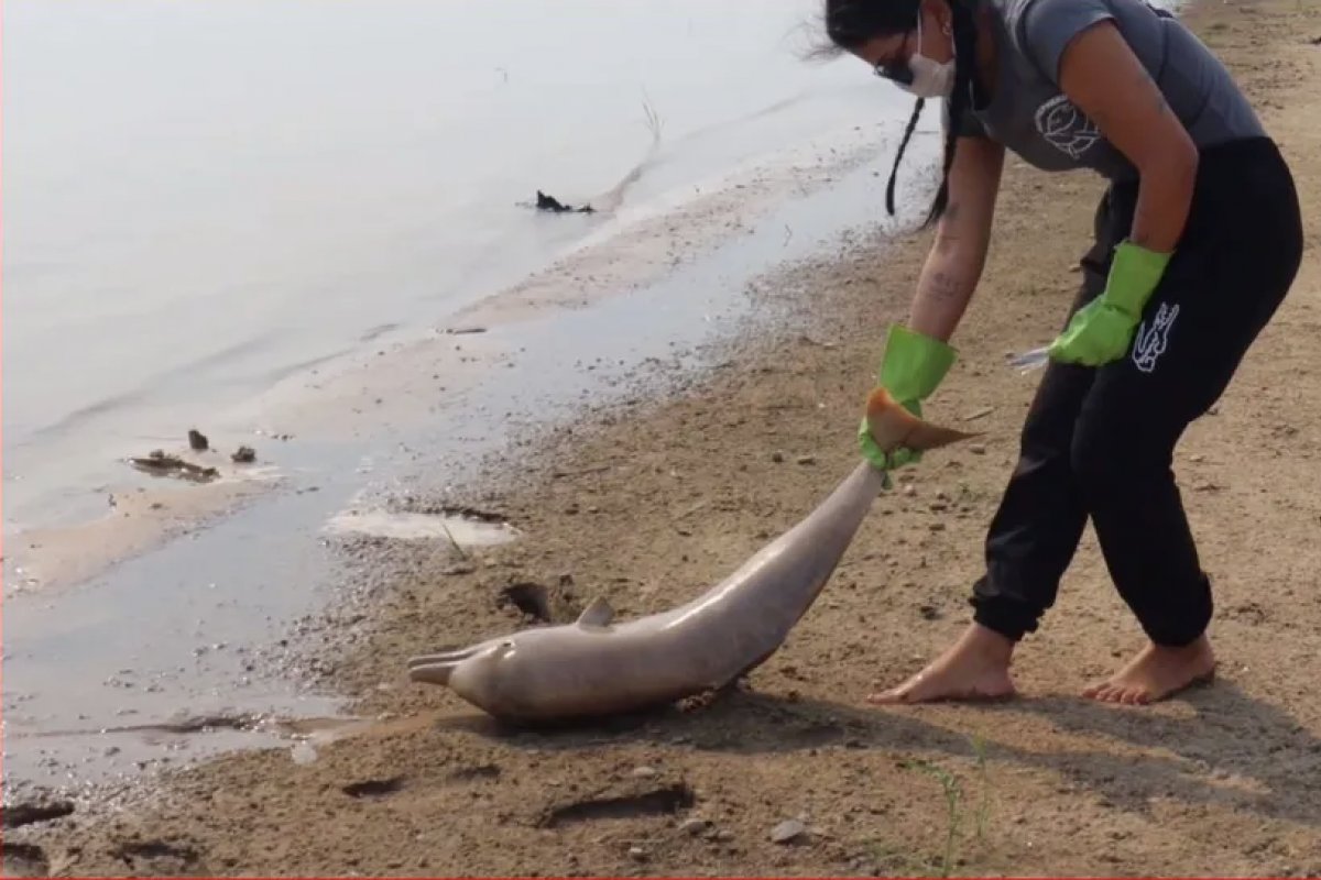  Número de botos mortos em Coari, no Amazonas, alcança 98