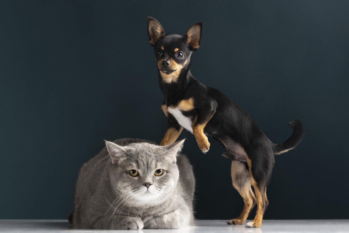 Cães e gatos machos também não estão livres do câncer de próstata! 