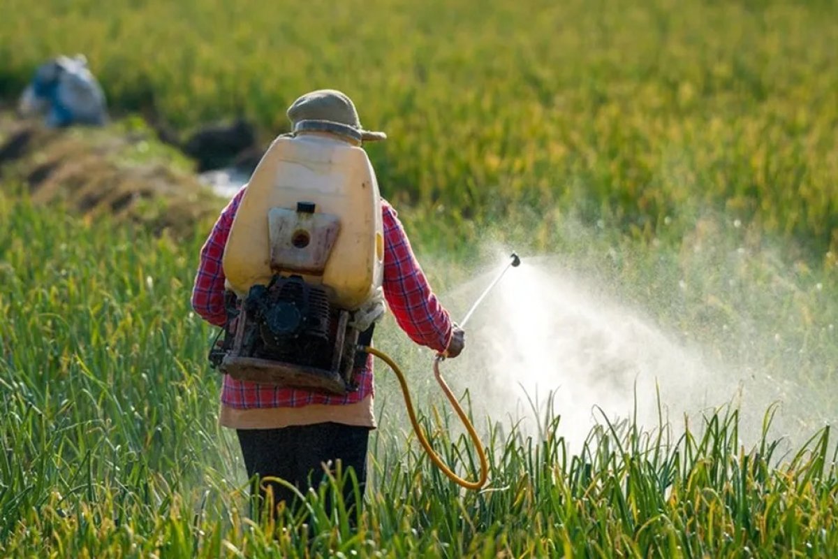 Anvisa: um em cada quatro alimentos de origem vegetal tem resíduos de agrotóxicos proibidos