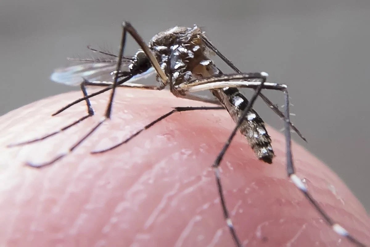 Câmara aprova pensão vitalícia e indenização por danos morais às pessoas com deficiência causada pelo zika vírus 