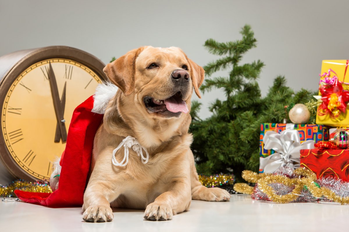 Ceia, casa cheia e fogos de artifício podem ser vilões para pets; veterinária dá dicas para tutores! 