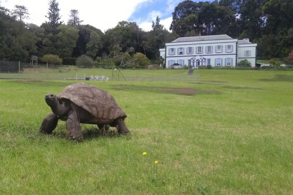 Tartaruga-gigante, que recebeu título de animal terrestre mais velho, completa 191 anos