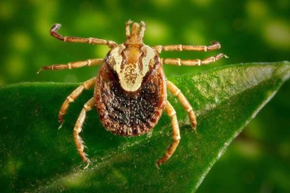 Padre decepa o próprio pênis após surto psicótico por picada de carrapato