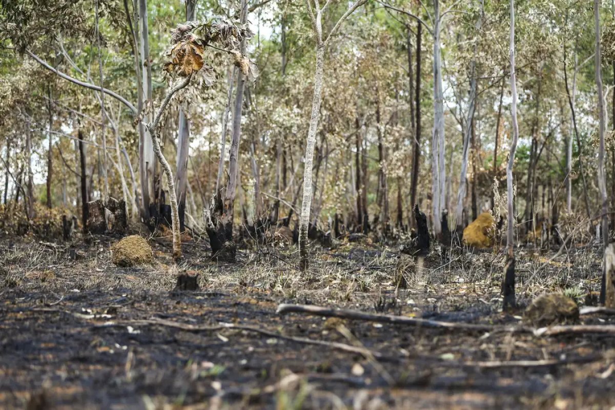 Desmatamento cai pela metade na Amazônia e sobe 43% no Cerrado, aponta Inpe