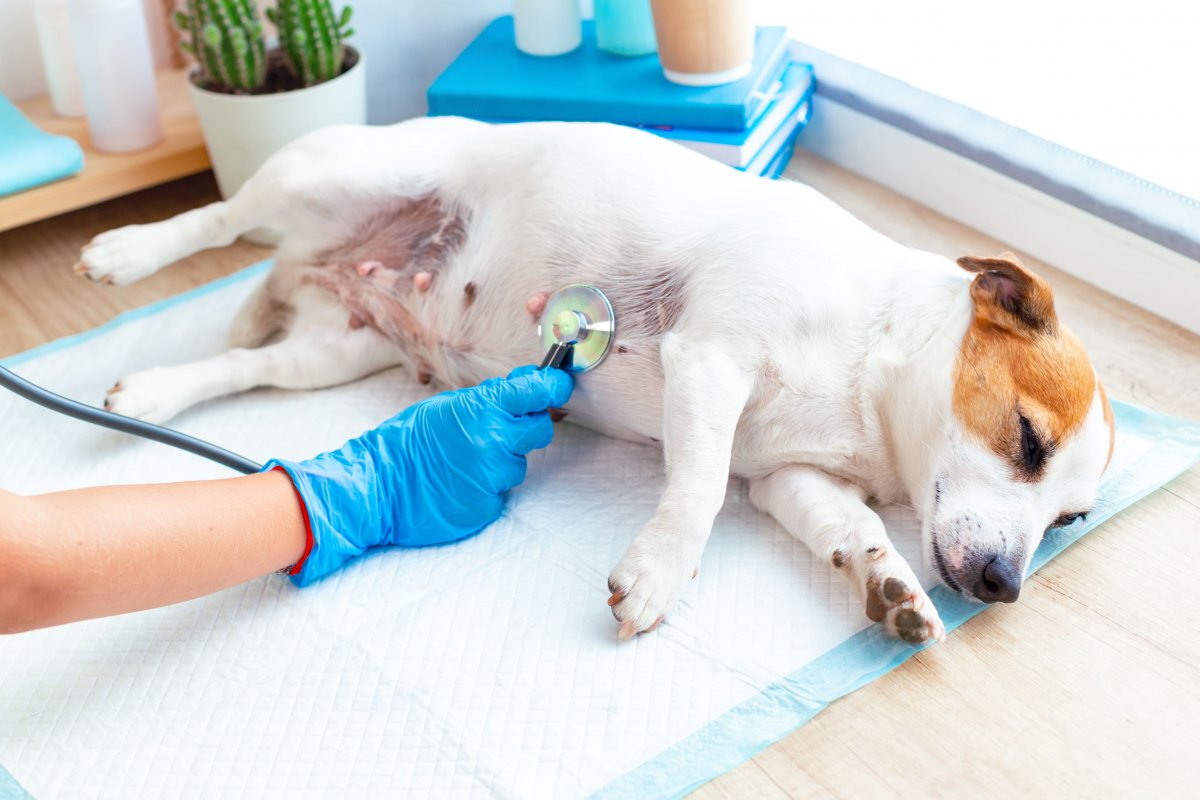 Check-up Pet: exames preventivos ajudam a manter a saúde dos animais de estimação em dia! 