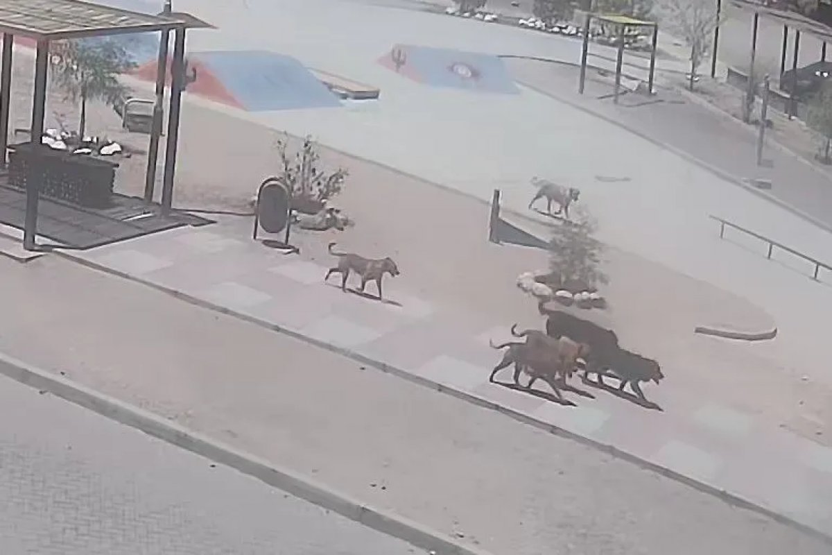 Cidade chilena exige eutanásia de cães de ruas, após ataque a brasileira 