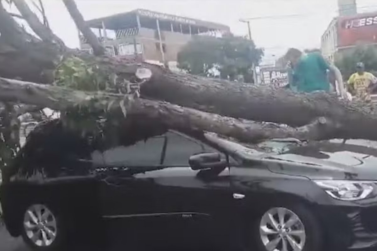 Árvore cai em cima de carro em Feira de Santana e teto fica destruído