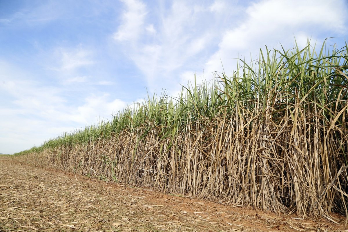 Economias emergentes dominam expansão global de biocombustíveis, diz AIE