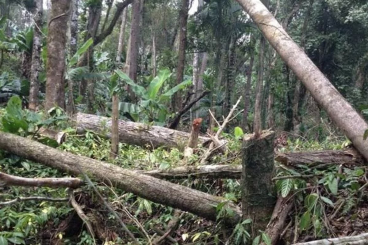 Mais de 80% das espécies de árvores exclusivas da Mata Atlântica estão ameaçadas