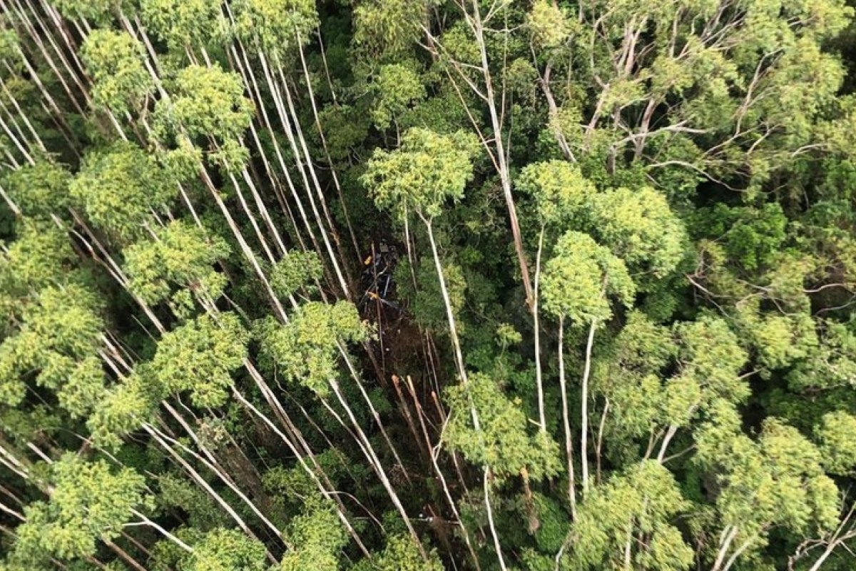 Helicóptero que caiu em SP colidiu com vegetação