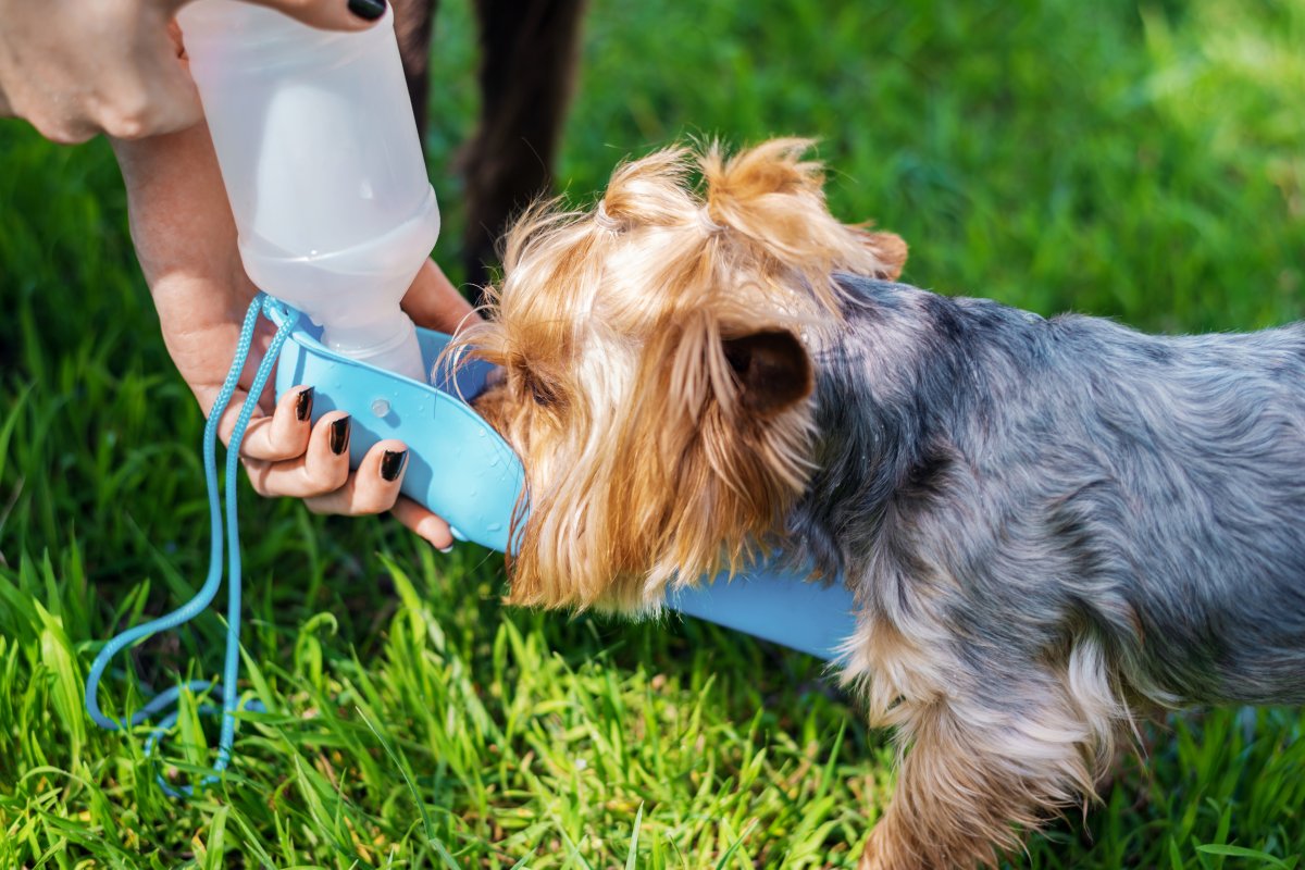 Onda de calor exige cuidados redobrados com animais de estimação; veterinária dá dicas! 