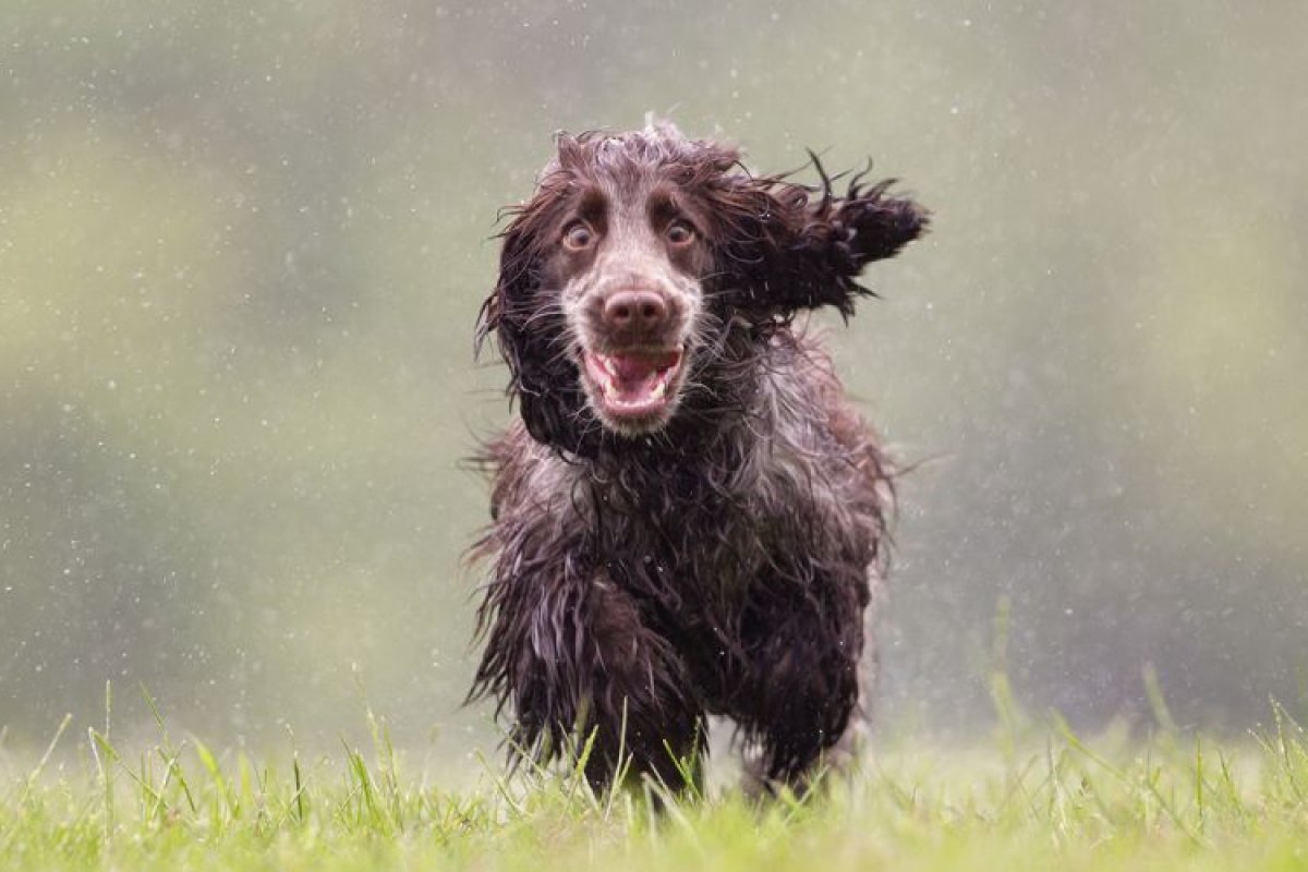 Período de chuva: Veterinário orienta como proteger os Pets!