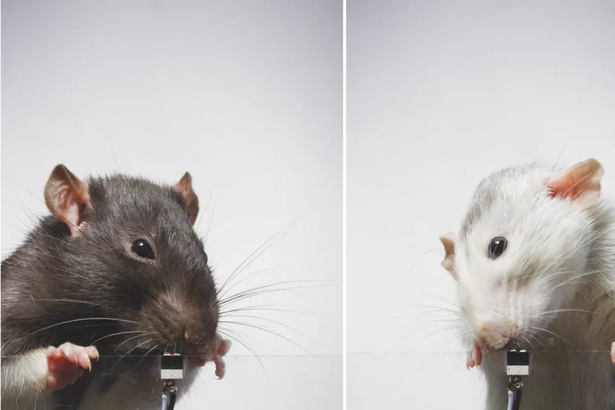 Experiência com ratos dão pistas de como funciona relação das pessoas com as redes sociais  