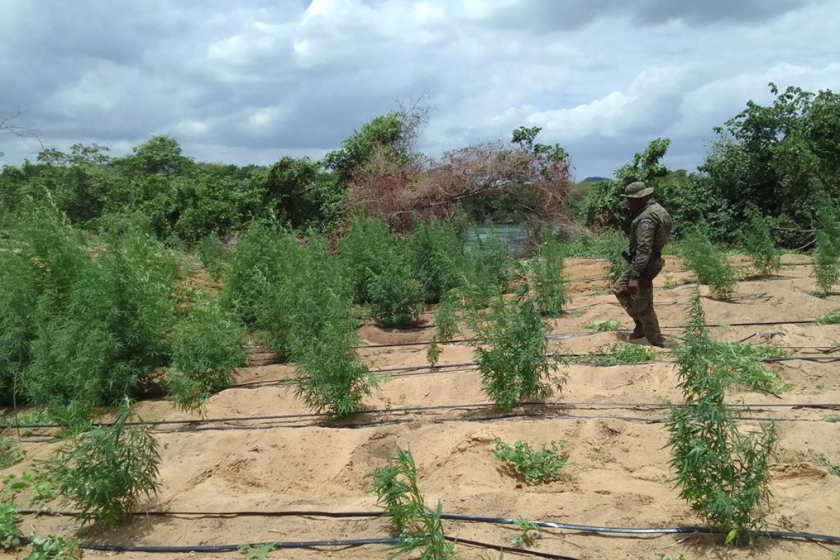 PM  e PF localizam plantação com cerca de 35 mil pés de maconha em Curaça