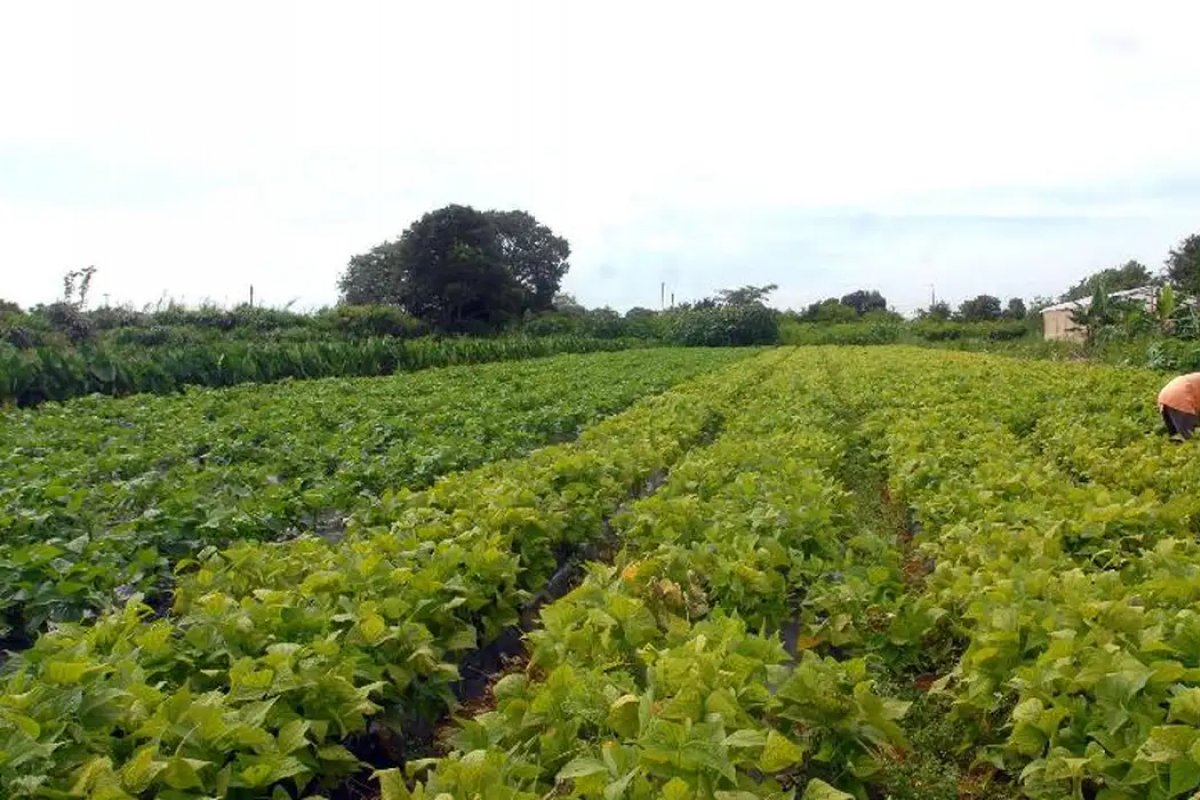 Produtores rurais isentos de Imposto de Renda triplica em cinco anos 
