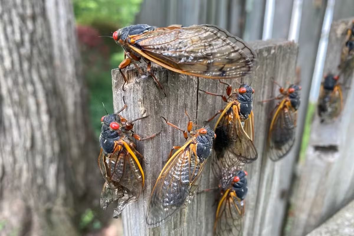 EUA se preparam para receber invasão de cigarras; entenda