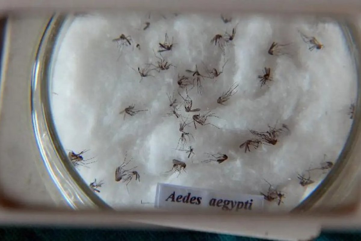 Dengue: carnaval deve ser celebrado com cuidado, diz ministra