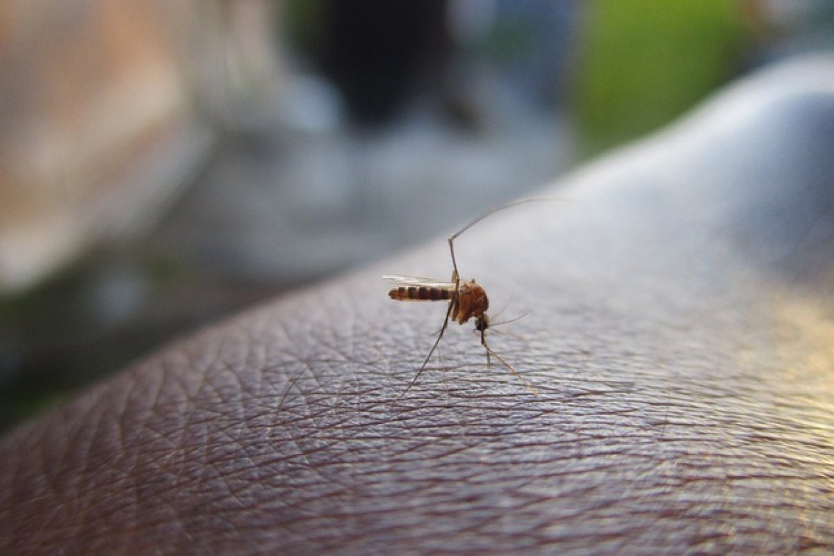 Dengue: veja os quatro diferentes tipos que circulam no Brasil