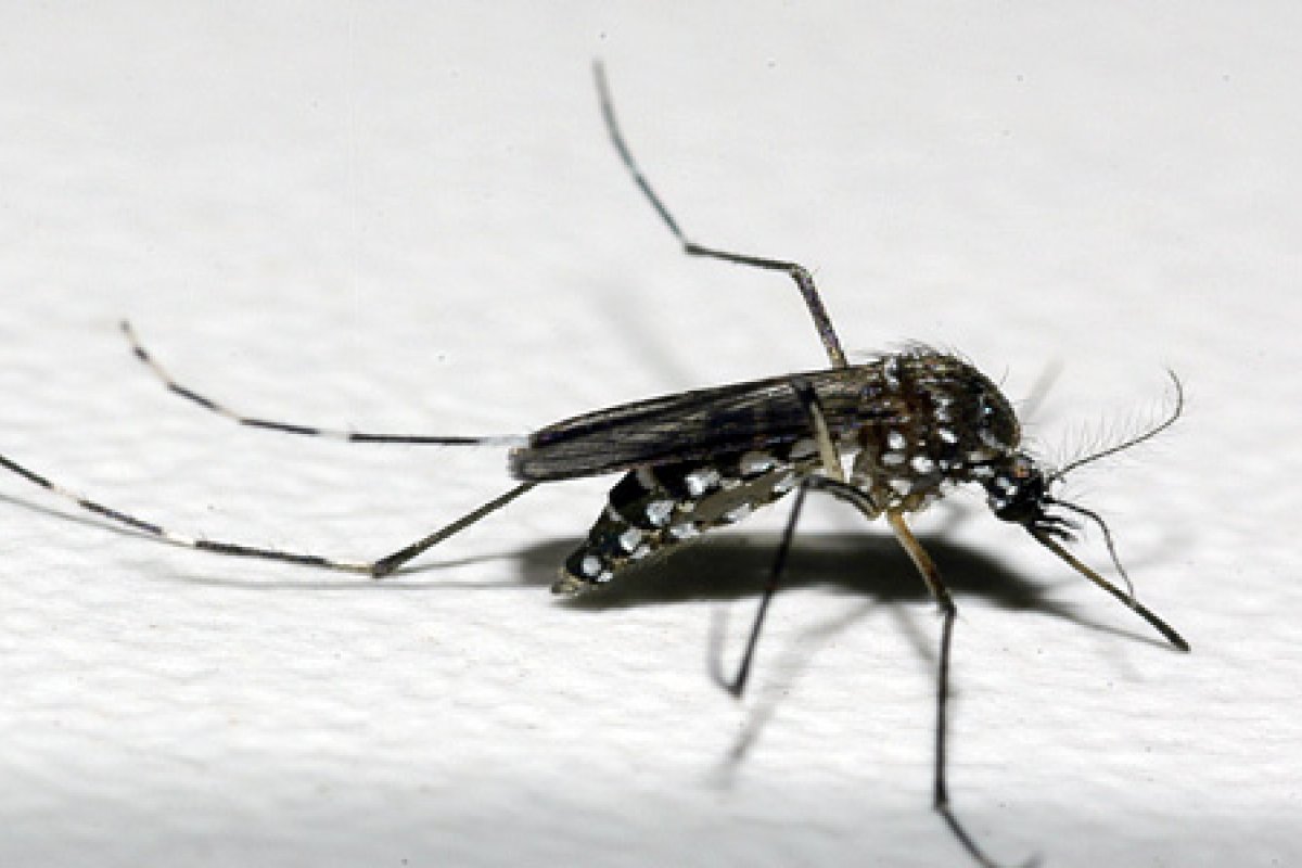 Ministério da Saúde antecipa vacinação contra dengue em meio a previsão de 4 milhões de casos