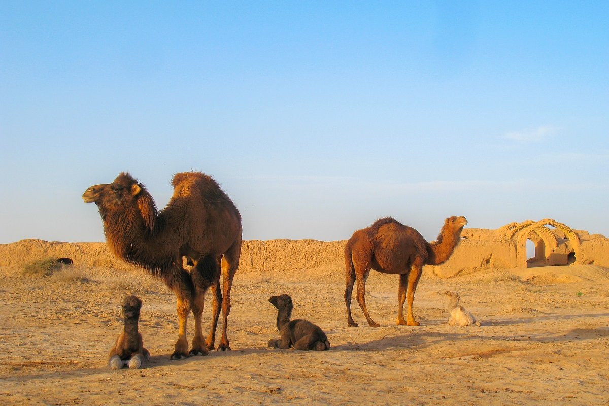 Devido à seca, Austrália irá matar cerca de 10 mil camelos