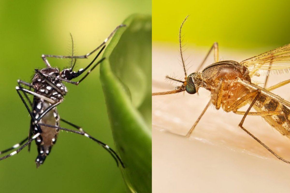 Veja  diferenças entre o Aedes aegypt e o pernilongo comum 