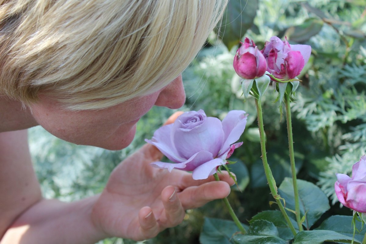 Estudo revela que fragrâncias podem aliviar sintomas da depressão